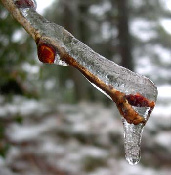 Spring Bud in Ice-Photo by Ron Jones