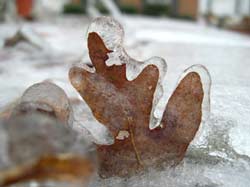 Fall Leaf in Winter Ice-Photo by Ron Jones