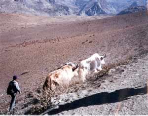 Yak Journey in Nepal