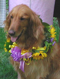 Golden Ring Bearer "Whitney"