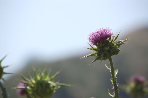 East Canyon Trail Flower by Ron Jones